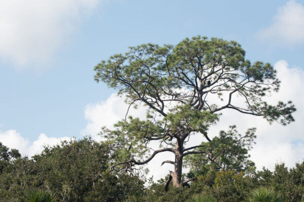 Pellicer_Mantanzas_004