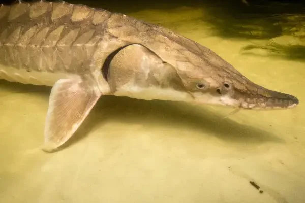 Photo by USFWS | Ryan Hagerty