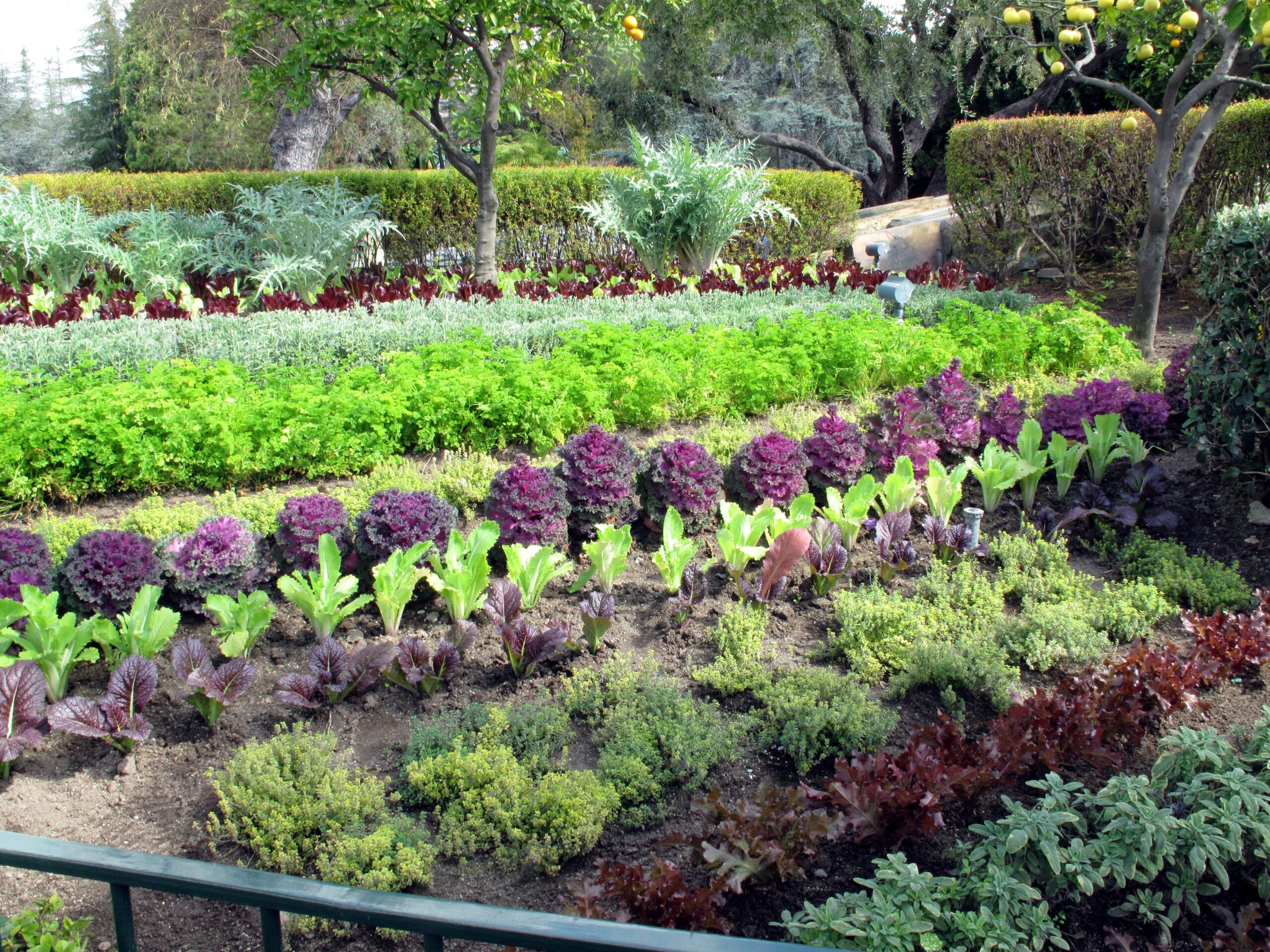 Your December Guide to Edible Gardening in Florida