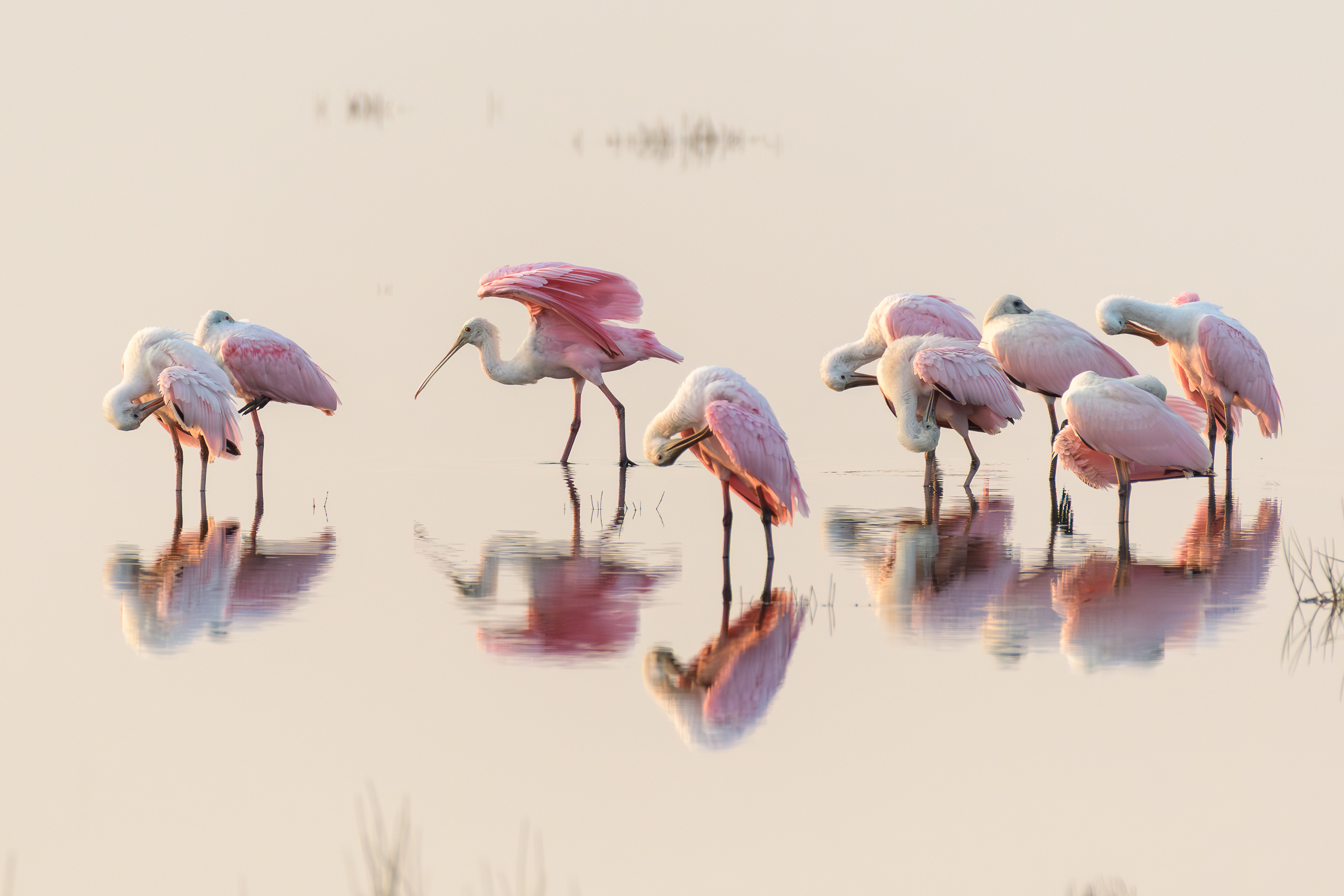 12 Things Wild Florida Taught Us in 2025